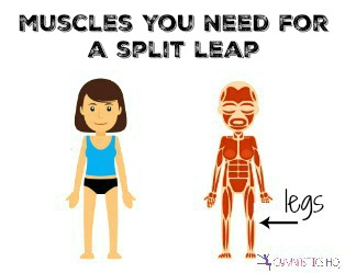 muscles you need for a split leap