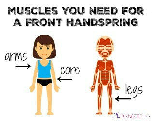 muscles you need for a front handspring